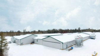 Poultry Laying Barn